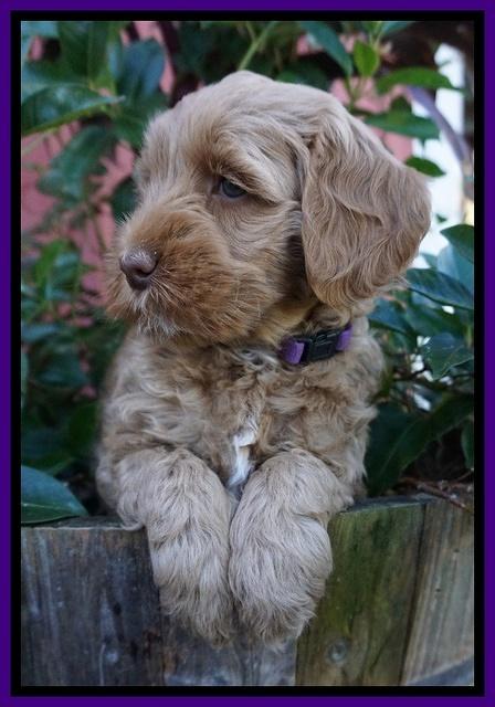 Ellie Parson pups 7 wks old 171