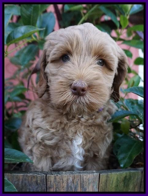 Ellie Parson pups 7 wks old 181