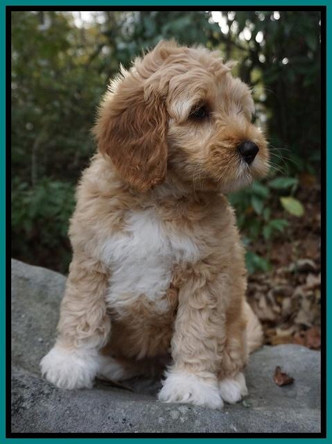 Ellie Mae Parson pups 8 wks old 151