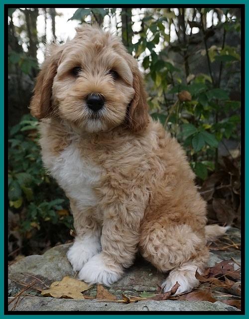 Ellie Mae Parson pups 8 wks old 171