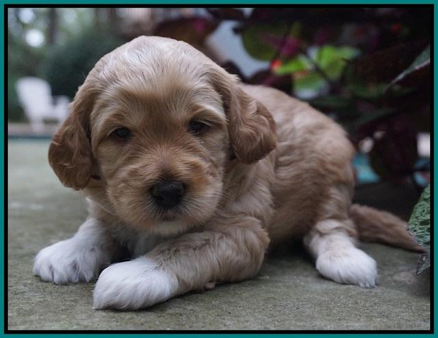 Ellie Parson pups 3 wks old 101