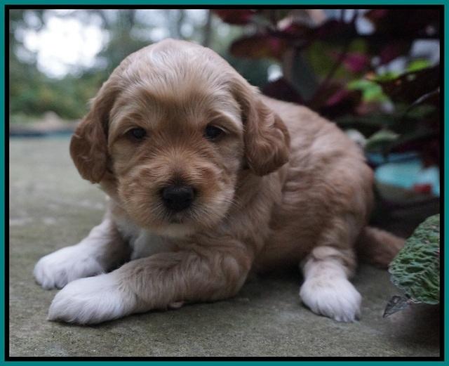 Ellie Parson pups 3 wks old 91