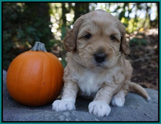 Ellie Parson pups 4 wks old 71