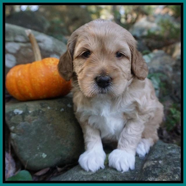 Ellie Parson pups 4 wks old 91