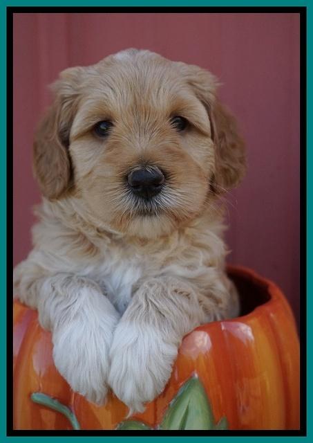 Ellie Parson pups 5 wks old 71