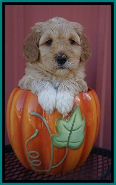 Ellie Parson pups 5 wks old 81