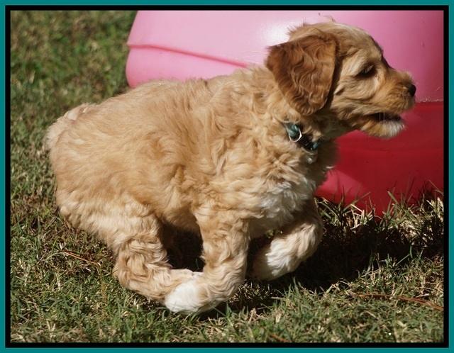 Ellie Parson pups 6 wks old 111