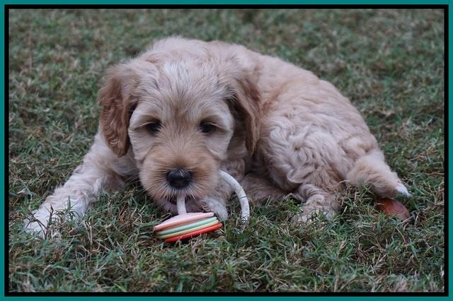 Ellie Parson pups 6 wks old 131