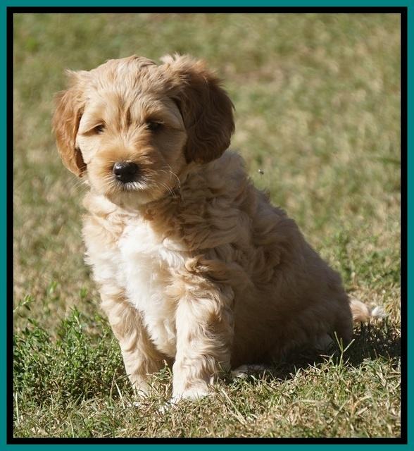 Ellie Parson pups 6 wks old 141