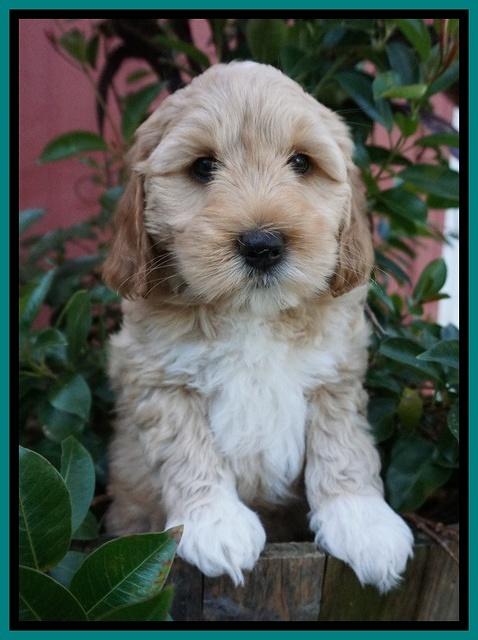 Ellie Parson pups 7 wks old 331