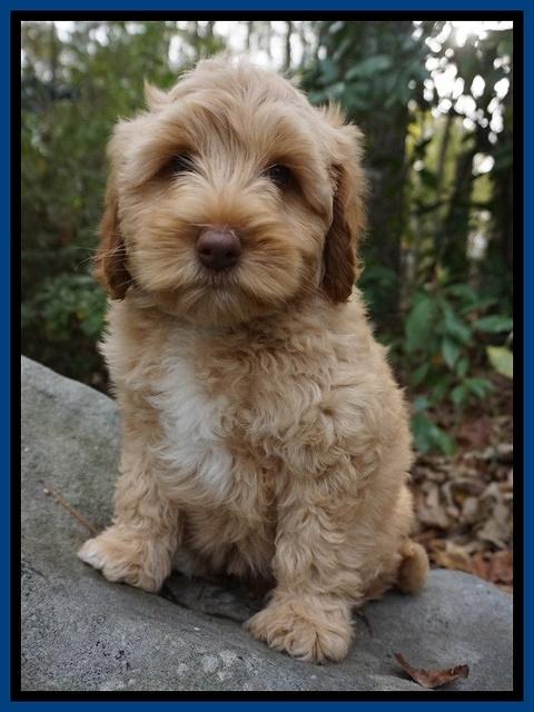 Ellie Mae Parson pups 8 wks old 181