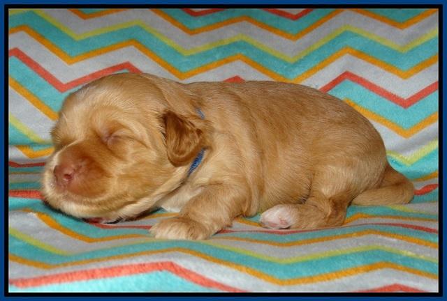 Ellie Parson pups 2 weeks old 8100