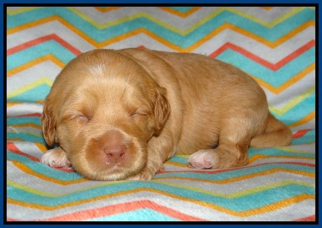 Ellie Parson pups 2 weeks old 9100