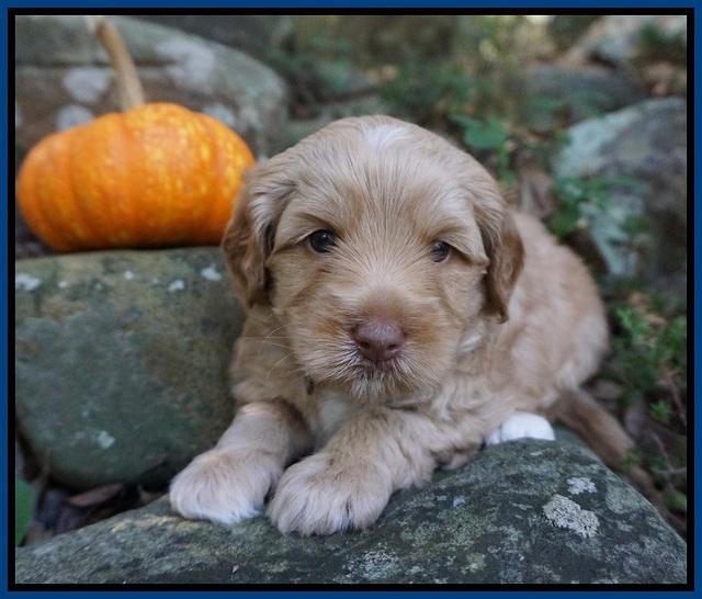 Ellie Parson pups 4 wks old 101