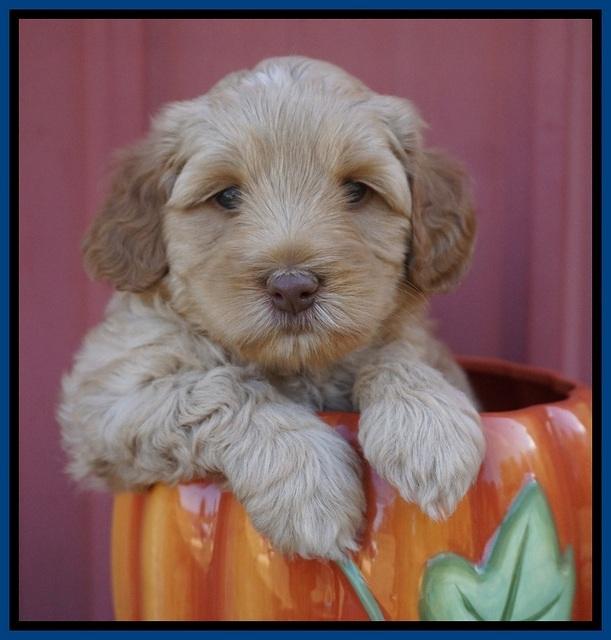 Ellie Parson pups 5 wks old 101