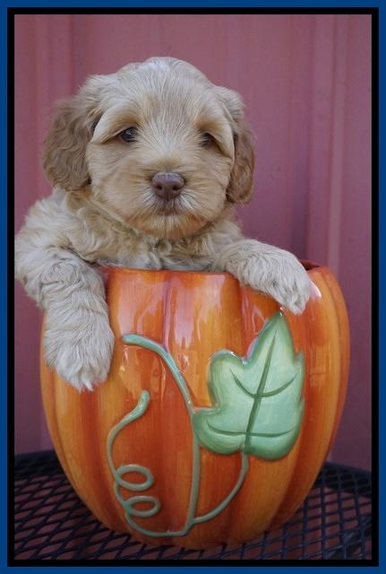 Ellie Parson pups 5 wks old 111