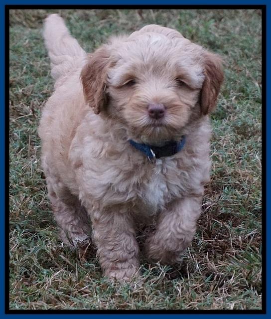 Ellie Parson pups 6 wks old 171