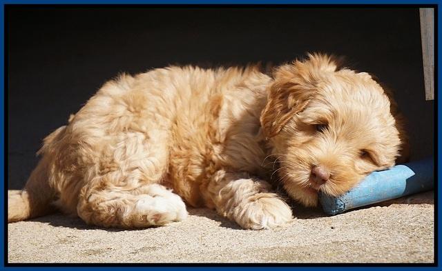 Ellie Parson pups 6 wks old 181
