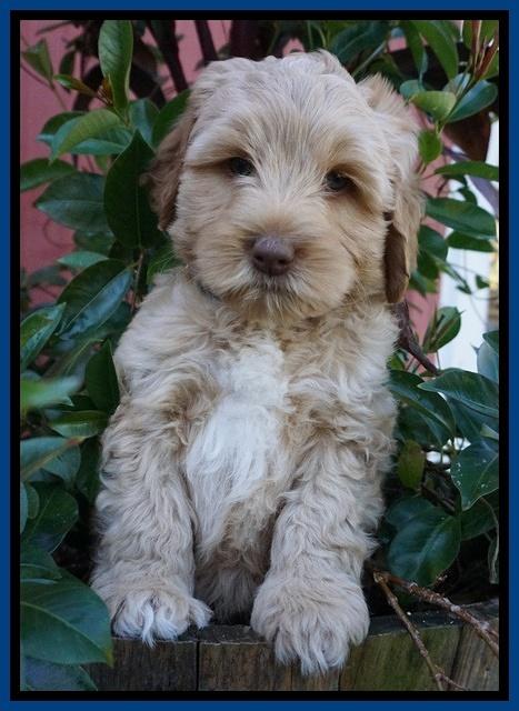 Ellie Parson pups 7 wks old 91