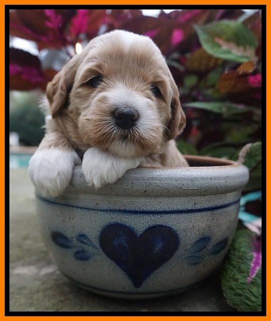 Ellie Parson pups 3 wks old 131