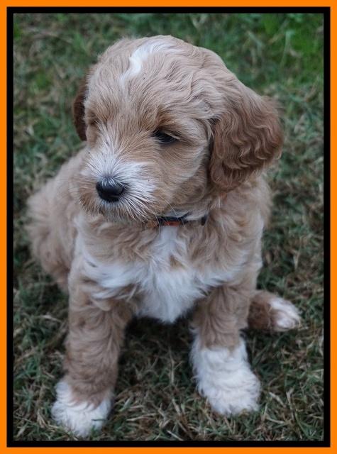 Ellie Parson pups 6 wks old 211