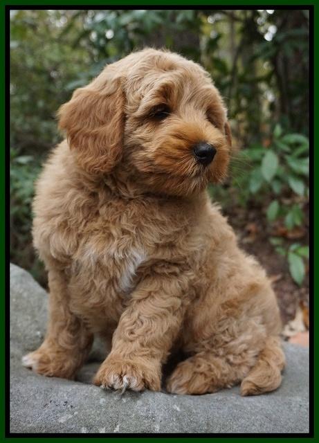 Ellie Mae Parson pups 8 wks old 23100