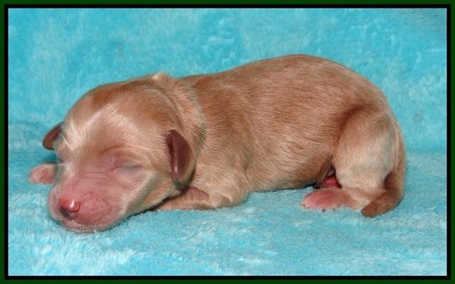 Ellie Parson Newborn pups131