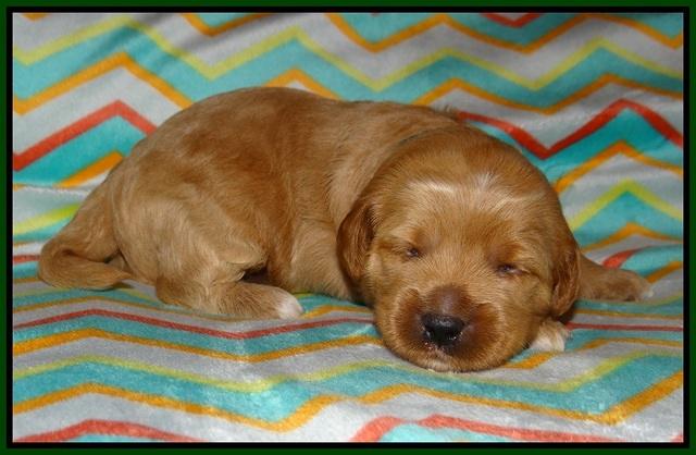 Ellie Parson pups 2 weeks old 111