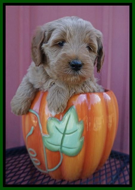 Ellie Parson pups 5 wks old 171