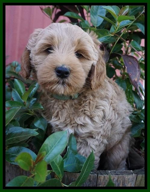 Ellie Parson pups 7 wks old 101