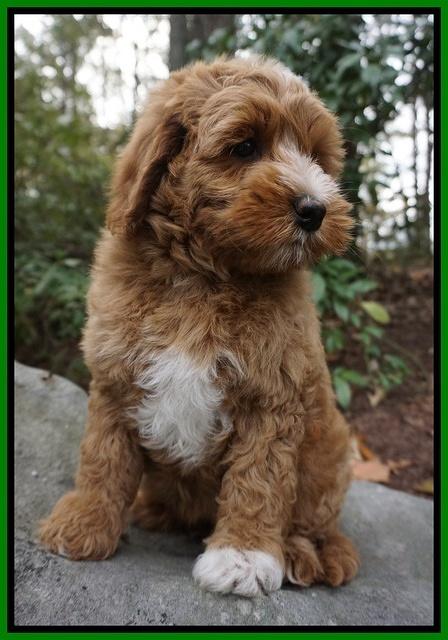 Ellie Mae Parson pups 8 wks old 26100