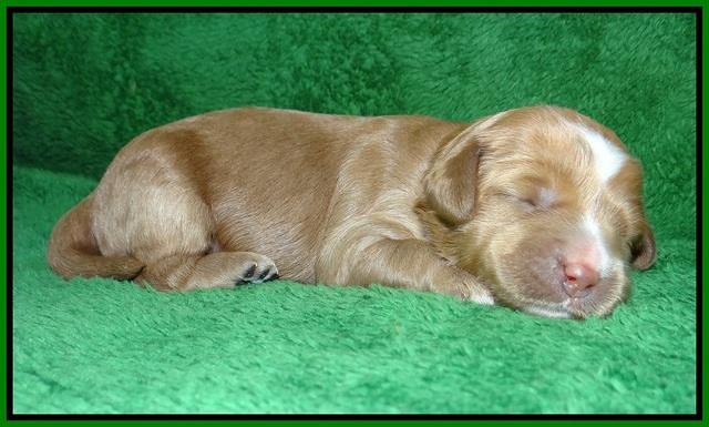 Ellie Parson pups 1 wk old151