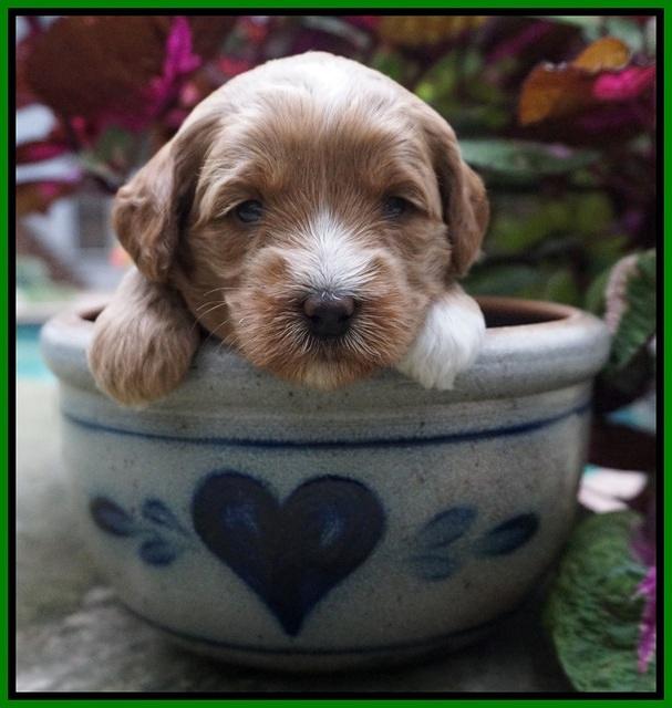 Ellie Parson pups 3 wks old 201