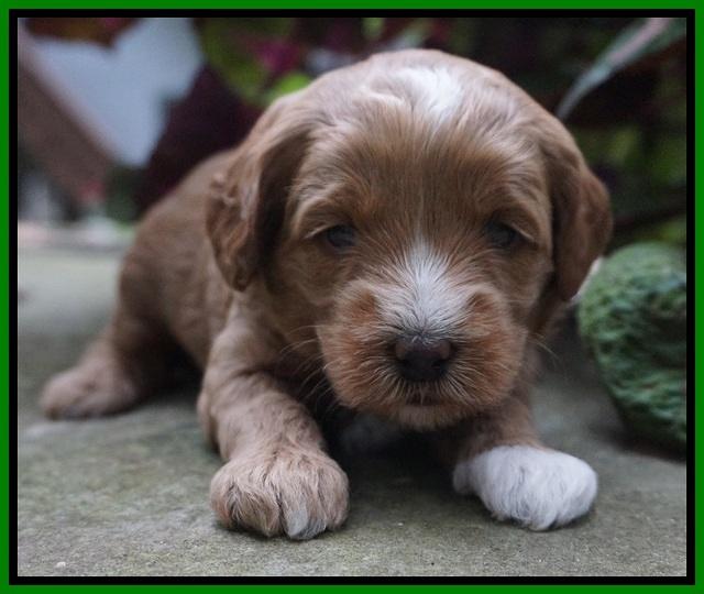 Ellie Parson pups 3 wks old 211