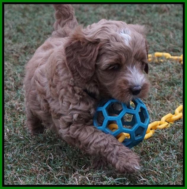 Ellie Parson pups 6 wks old 271