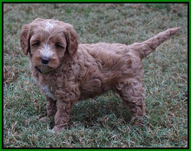 Ellie Parson pups 6 wks old 281