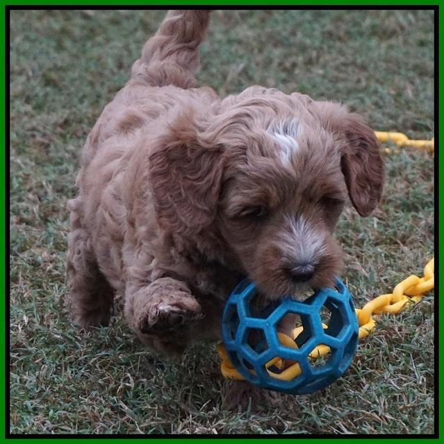 Ellie Parson pups 6 wks old 311