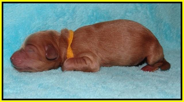 Ellie Parson Newborn pups171