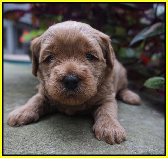 Ellie Parson pups 3 wks old 231