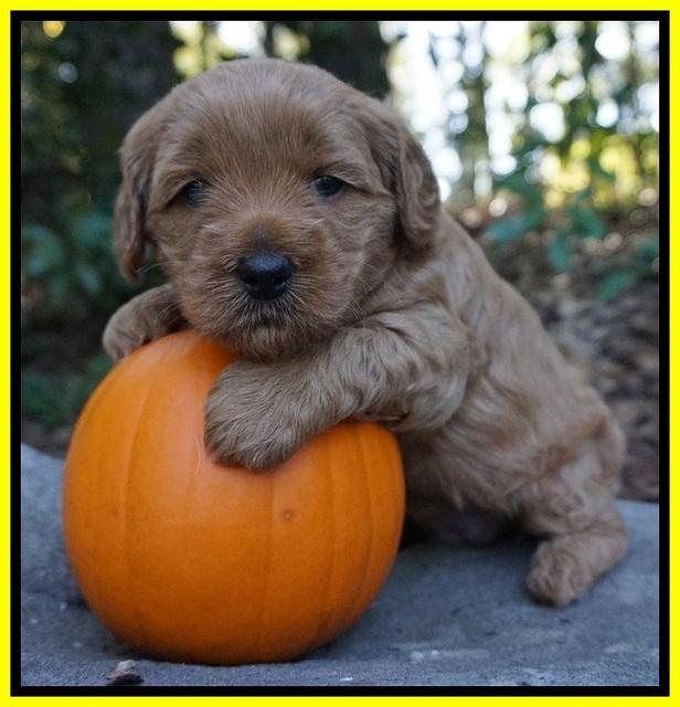 Ellie Parson pups 4 wks old 251