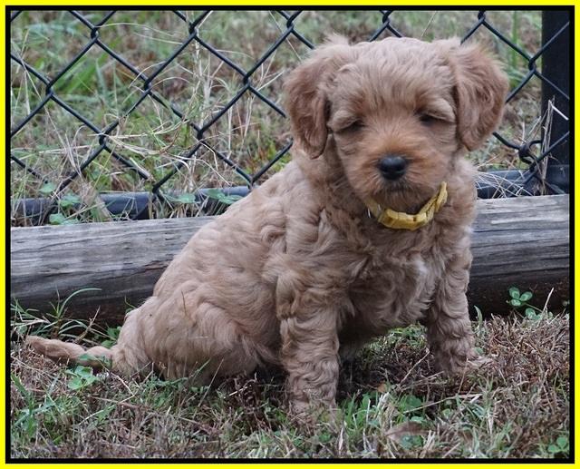 Ellie Parson pups 6 wks old 321
