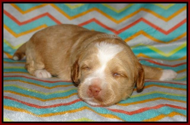 Ellie Parson pups 2 weeks old 181