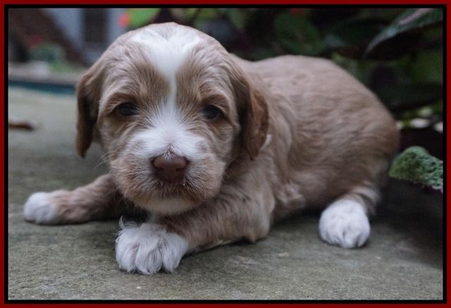 Ellie Parson pups 3 wks old 281