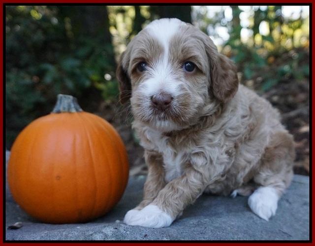 Ellie Parson pups 4 wks old 261
