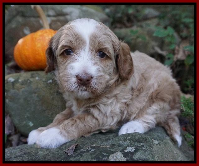 Ellie Parson pups 4 wks old 301