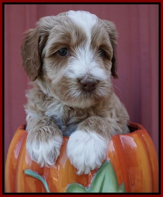 Ellie Parson pups 5 wks old 251
