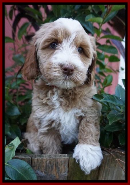 Ellie Parson pups 7 wks old 421