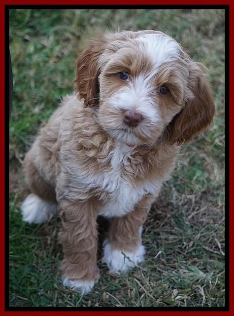 Ellie Parson pups 7 wks old 461