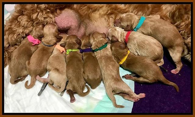 Ellie Parson Newborn pups221