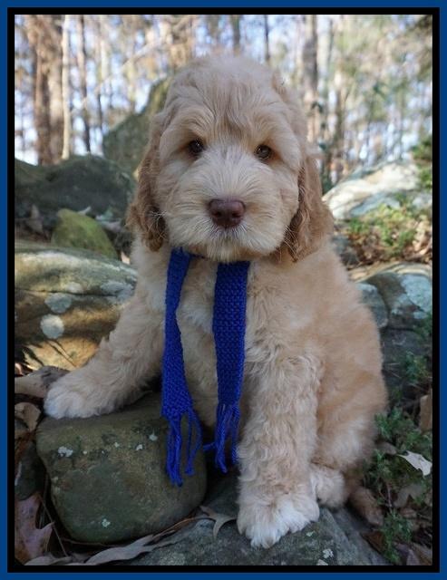 London Raki 8 wks old 3600